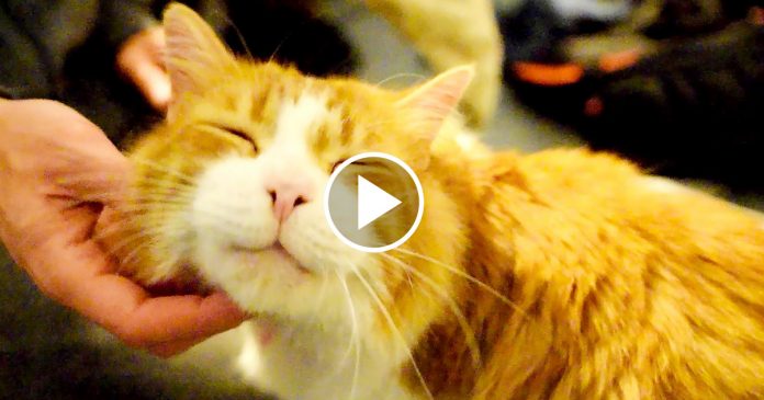 Featured-Cutest-Purr-FB