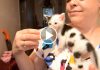 Kitten Scrambles Up Her Foster Mama For Food