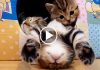 Kittens Falling Asleep Compilation