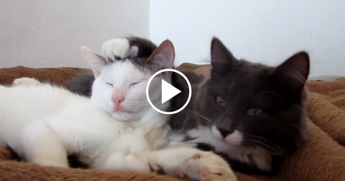 Featured-Too-Cute-Understand-FB