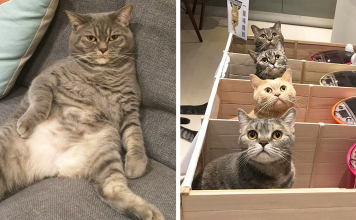 Fat Dad Cat Kept Eating More Than His Share, So His Owners Came Up With A Genius Solution