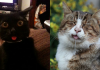 10+ Cats Who Simply Forgot How To Cat