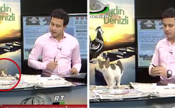 Stray Cat Walks Into Live News Broadcast, Presenter’s Reaction Is Purrfect