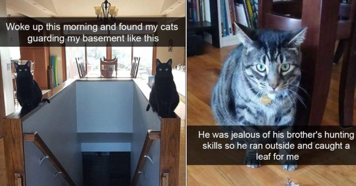 Featured-unexplainable-cats-FB