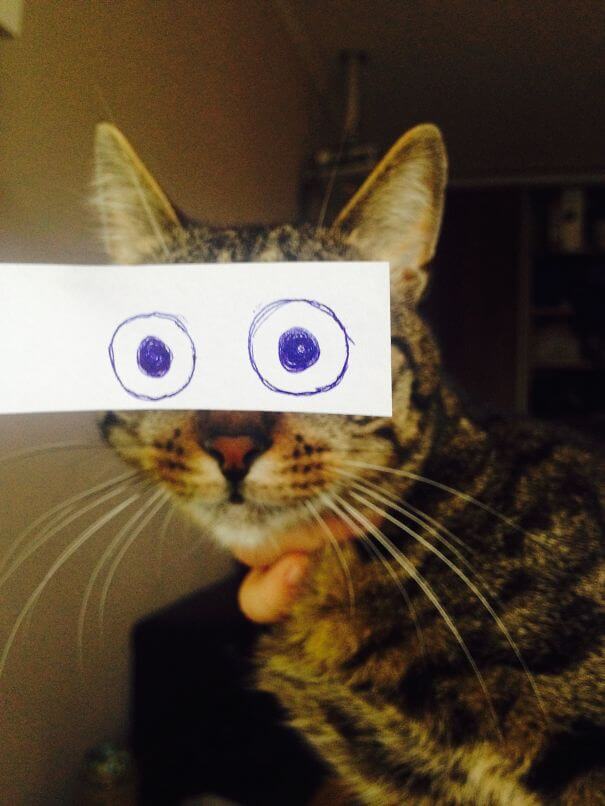 Cat Owners In Japan Are Giving Their Cats Funny Anime Eyes | Catlov