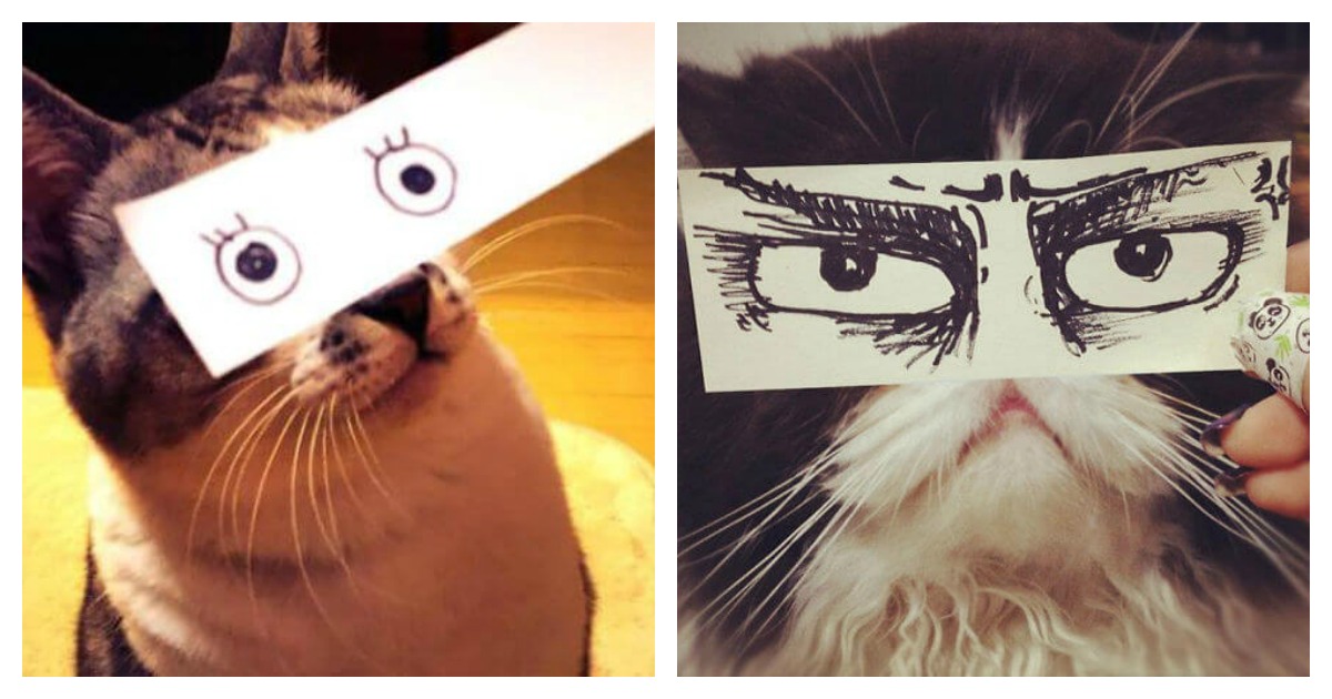 Cat Owners In Japan Are Giving Their Cats Funny Anime Eyes | Catlov