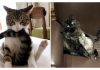 10+ Cats Caught While In The Act of Licking Their Bum