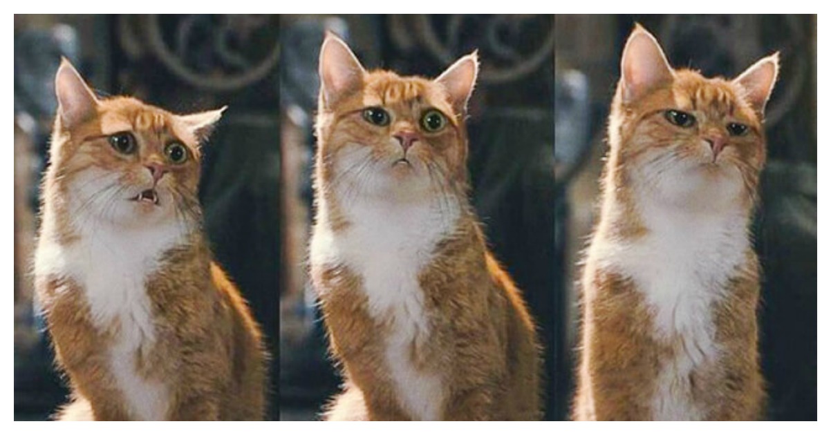 15 Cats Who Have Human Facial Expressions…Hysterical! Catlov