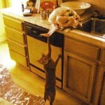 cat-master-thieves-01