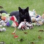 cat-master-thieves-03