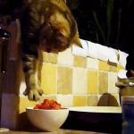 cat-master-thieves-04