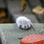 cat-master-thieves-06