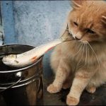 cat-master-thieves-07