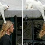 cat-master-thieves-08