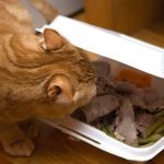 cat-master-thieves-09