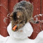 cat-master-thieves-10