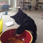 cat-master-thieves-11