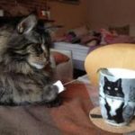 cat-master-thieves-12