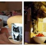 cat-master-thieves-feature