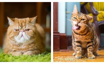 The 12 Moods Of Cats You Go Through On A Daily Basis