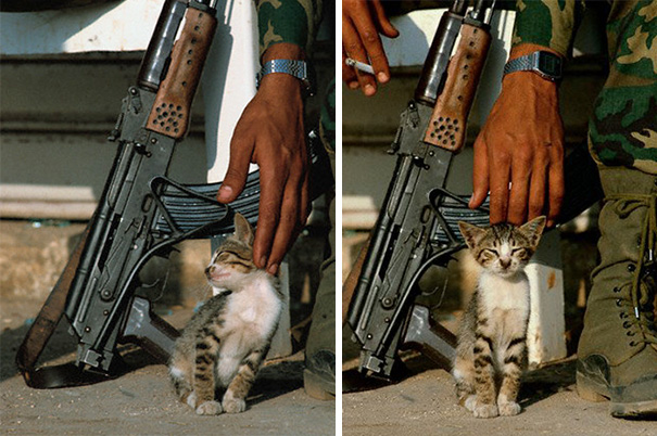 cats-and-soldiers-20