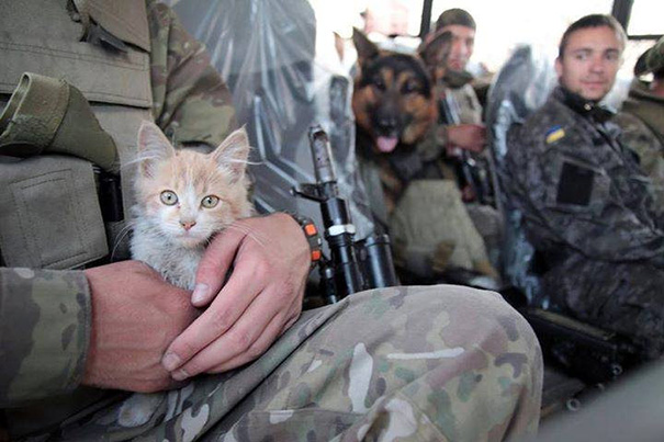 cats-and-soldiers-23