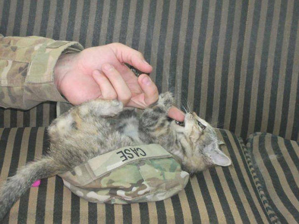 cats-and-soldiers-26