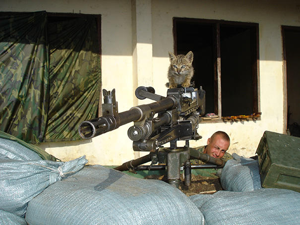 cats-and-soldiers-30