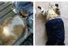 24 Cats Stuck In Overly Delicious Food Comas…