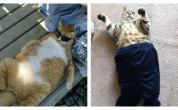 24 Cats Stuck In Overly Delicious Food Comas…