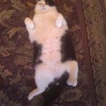 food-coma-cat-16