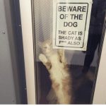 funny-cat-signs-01