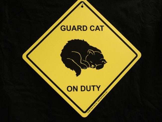 funny-cat-signs-14