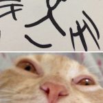 funny-poorly-drawn-cats-21