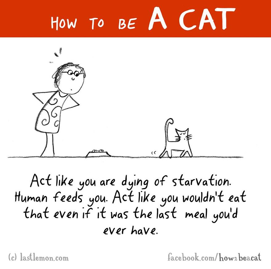 how-to-be-a-cat-funny-illustration-last-lemon-11