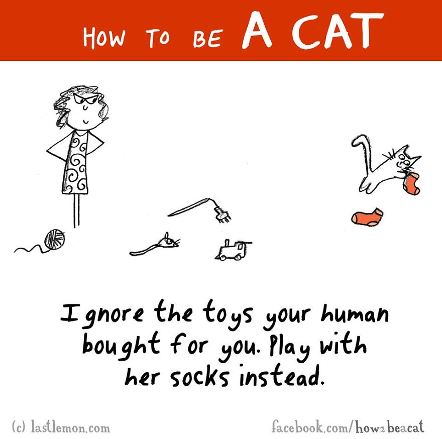 how-to-be-a-cat-funny-illustration-last-lemon-12