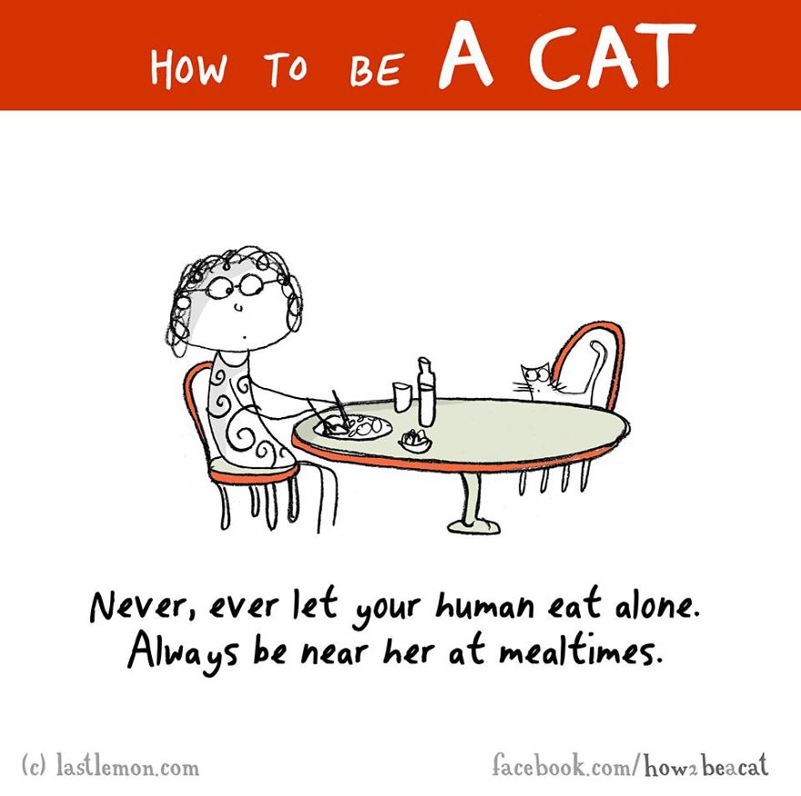 how-to-be-a-cat-funny-illustration-last-lemon-14