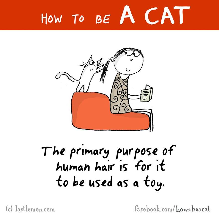 how-to-be-a-cat-funny-illustration-last-lemon-15
