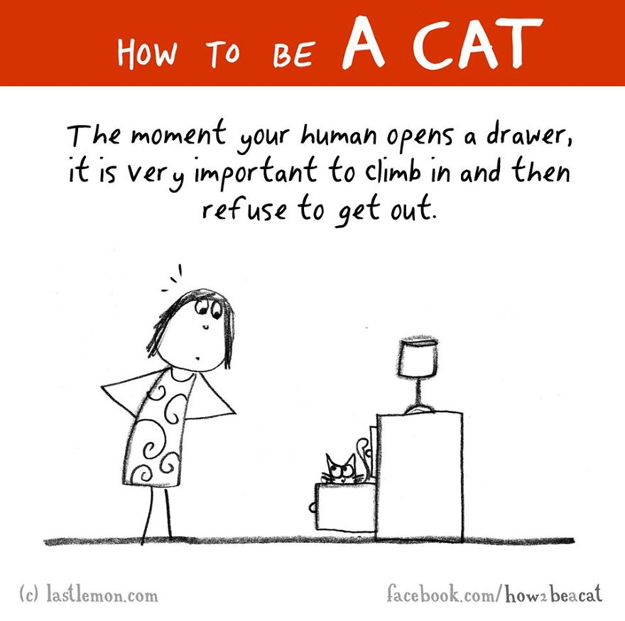 how-to-be-a-cat-funny-illustration-last-lemon-18