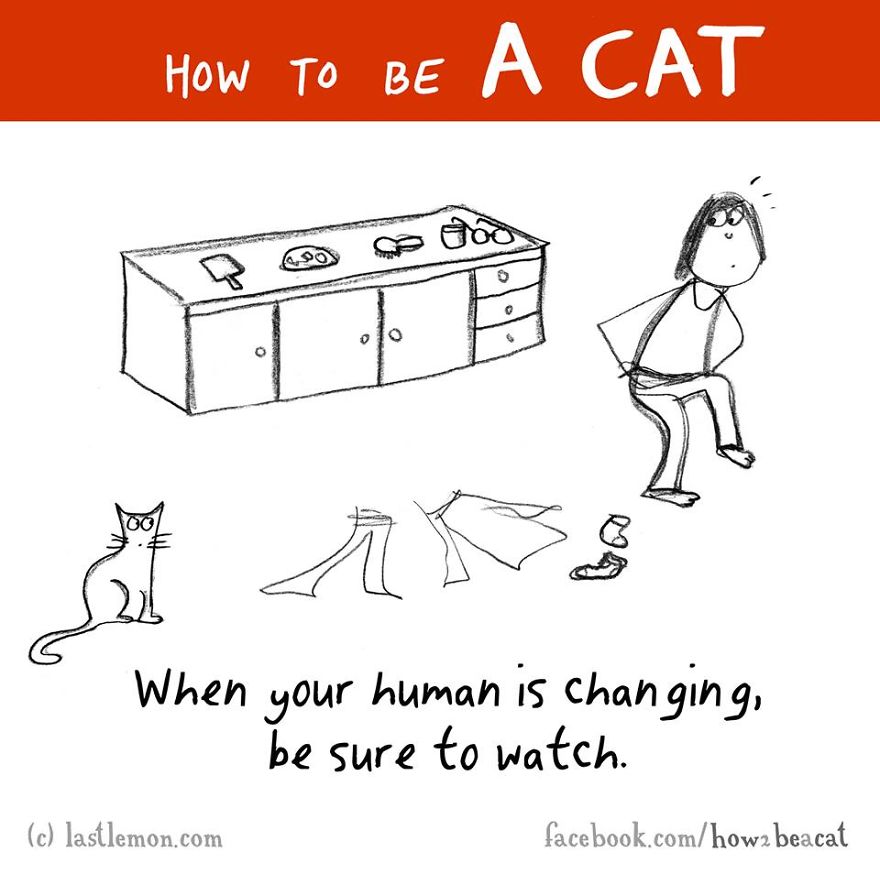 how-to-be-a-cat-funny-illustration-last-lemon-19