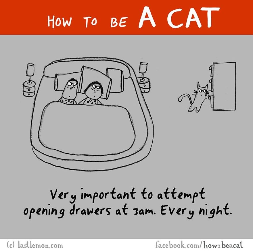 how-to-be-a-cat-funny-illustration-last-lemon-20