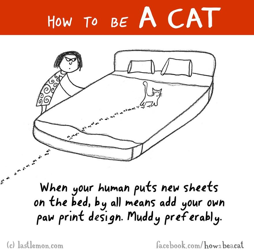 how-to-be-a-cat-funny-illustration-last-lemon-23