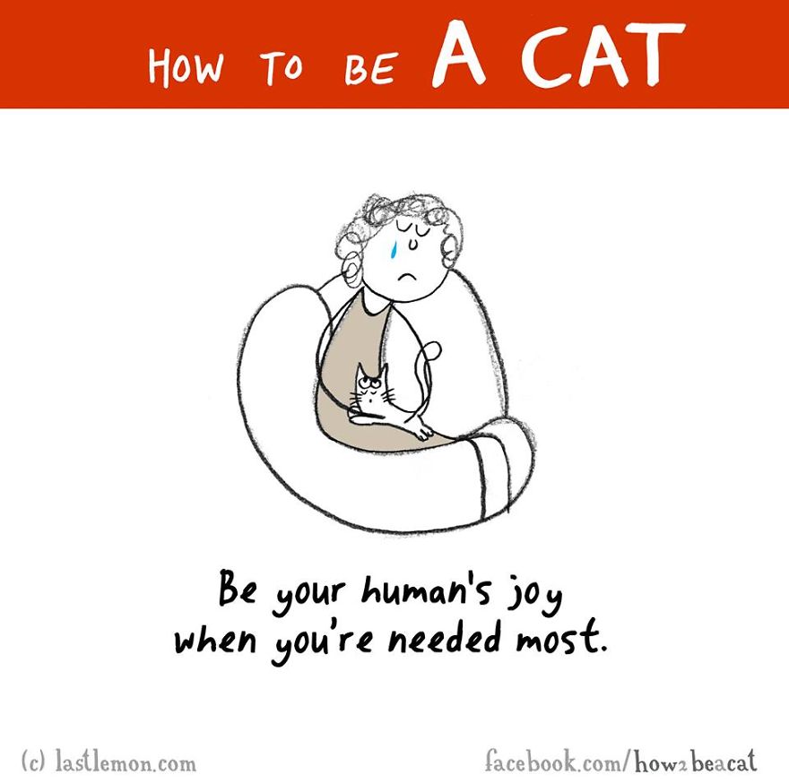 how-to-be-a-cat-funny-illustration-last-lemon-24