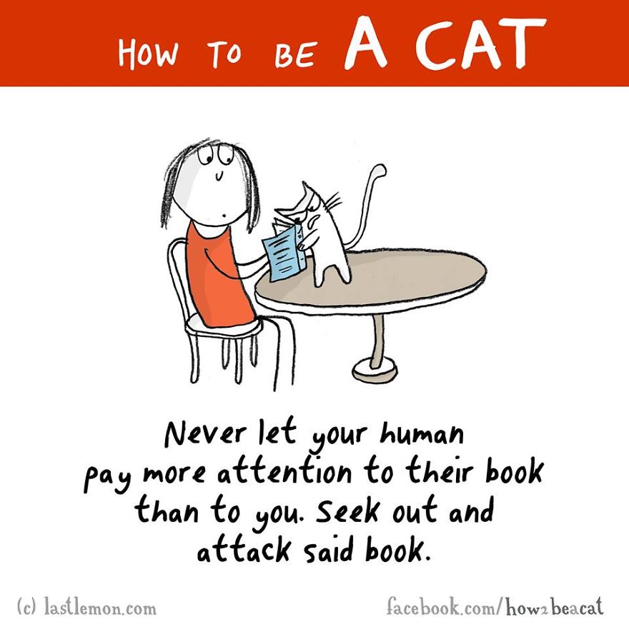 how-to-be-a-cat-funny-illustration-last-lemon-27