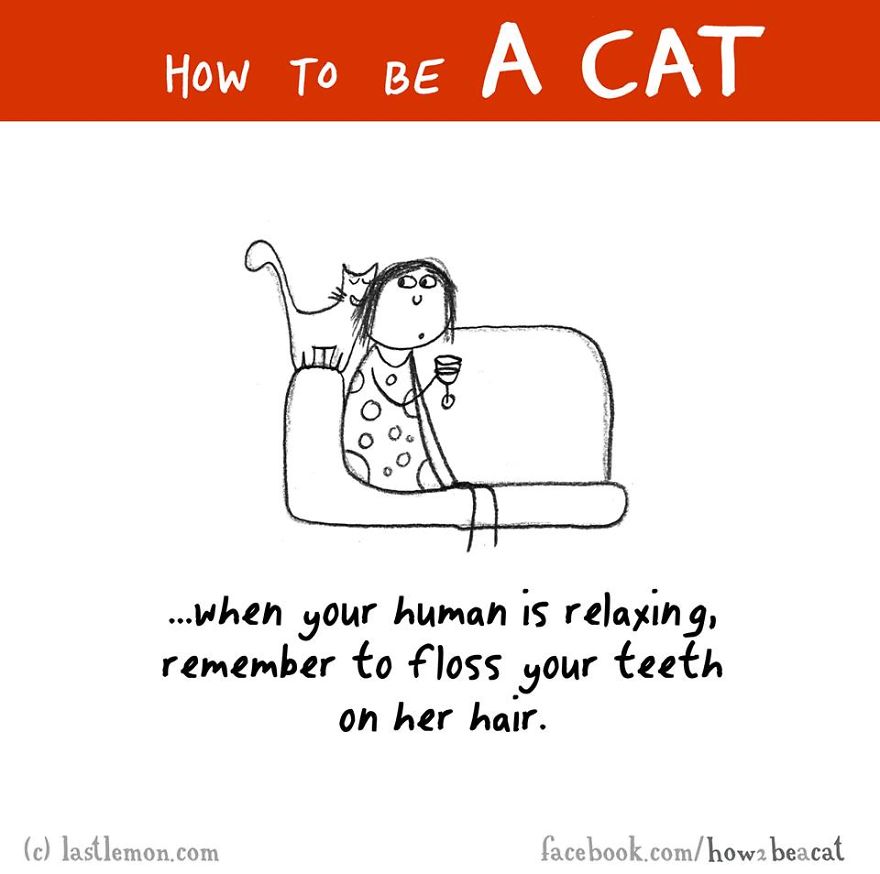 how-to-be-a-cat-funny-illustration-last-lemon-30