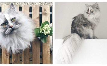 Alice, The World’s Most Beautiful Persian Cat That No One Wanted