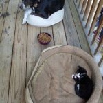 master-cat-theives-1