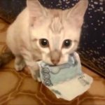 master-cat-theives-2
