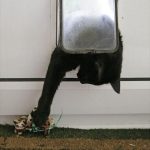 master-cat-theives-4
