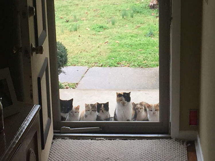 cat at door